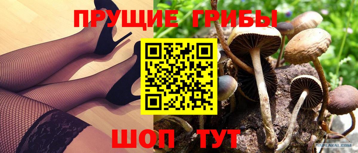 Псилоцибиновые грибы GOLDEN TEACHER Миллерово